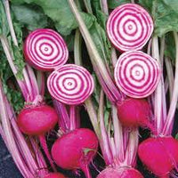 Chioggia Guardsmark – Beet Seed