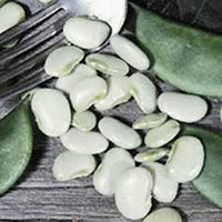 Eastland Lima Bean Seeds