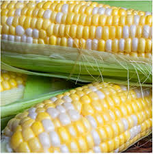 Delectable – Corn Seed