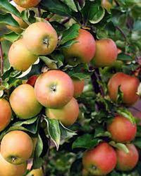 Jonagold Apple Fruit Seeds for Planting - a Variety of Orchard Apple Trees