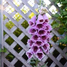 Sugar Plum – Digitalis Seed