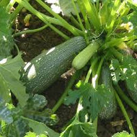 Desert – Organic Zucchini Squash Seed
