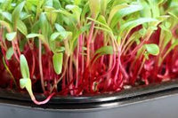 Magenta Sunset – Swiss Chard Seed