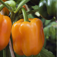 Sonoma – Bell Pepper Seed