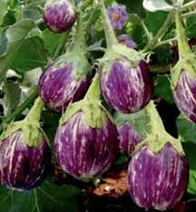 Brinjal Purple Round Vegetable Seeds