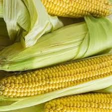 Corn, Sweet- Golden Bantam