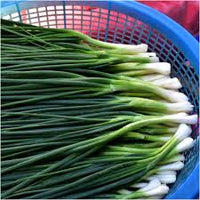 Bunching Onion- Winter Ishikura
