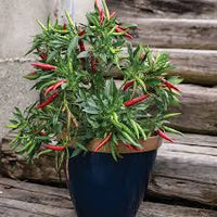 Bottle Rocket – Cayenne Pepper Seed