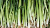 Leek- Bulgarian Giant
