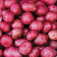 Dark Red Norland – Organic Potatoes Seed