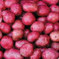 Dark Red Norland – Organic Potatoes Seed