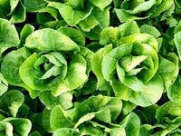 Lettuce- Parris Island Cos 25g