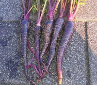 Purple 68 – Carrot Seed