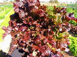 Lettuce Biscia Salad Bowl Vegetable Seeds