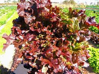 Lettuce Biscia Salad Bowl Vegetable Seeds