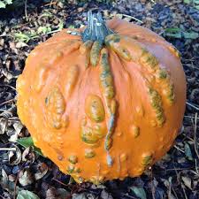 Knuckle Head – Pumpkin Seed