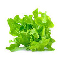 Lettuce- Oakleaf Green