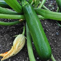 Green Machine – Organic Zucchini Squash Seed