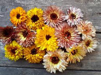 Flashback Mix – Organic Calendula Seed