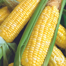 Double Standard – Organic Corn Seed
