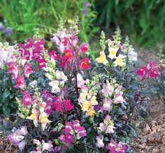 Cannes Mix II–III – Snapdragon Seed