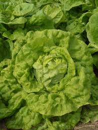 Lettuce- All Year Round