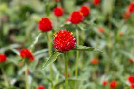 Strawberry Fields – Gomphrena Seed
