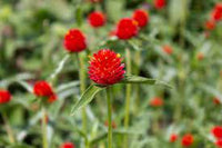 Strawberry Fields – Gomphrena Seed