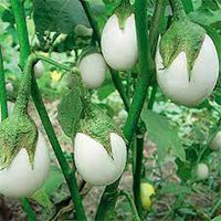 Brinjal Hybrid White Vegetable Seeds