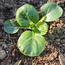 Black Summer – Bok Choy Seeds