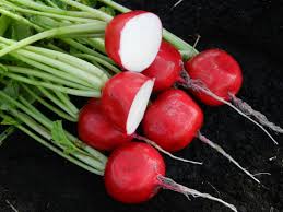 Donato – Radish Seed