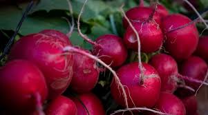 Hirosaki Red – Turnip Seed