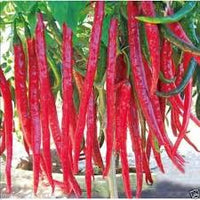 New Arrival Giant Spices Red Hot Pepper Seeds Plants Garden