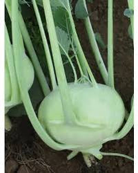 Kossak – Kohlrabi Seed