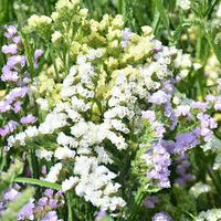 Pastel Mix – Statice Seed