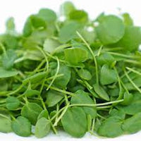 Cress- American Upland