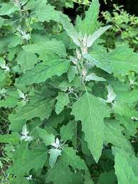 Bathuya, Bathua Vegetable Seeds