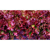 Lettuce- Selway Red