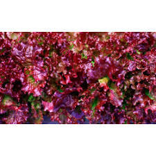 Lettuce- Selway Red