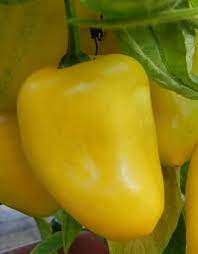 Rocoto Yellow (Rocoto Amarillo) Pepper Seeds for Vegetable Planting - Heirloom and Non-GMO Garden Seeds