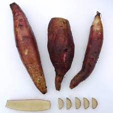 Cajamarca Yacon Vegetable Seeds for Planting - Heirloom and Non-GMO Garden Seeds