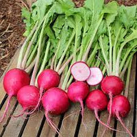Scarlet Queen Red Stems – Turnip Seed