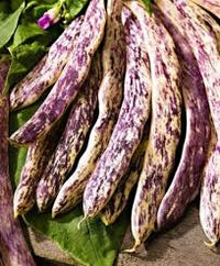 Meraviglia del Piemonte – Bean Seed