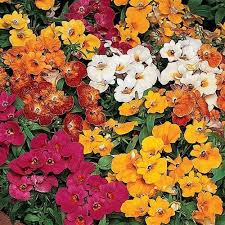 Nemesia (Poetry Rose flower) for planting in garden