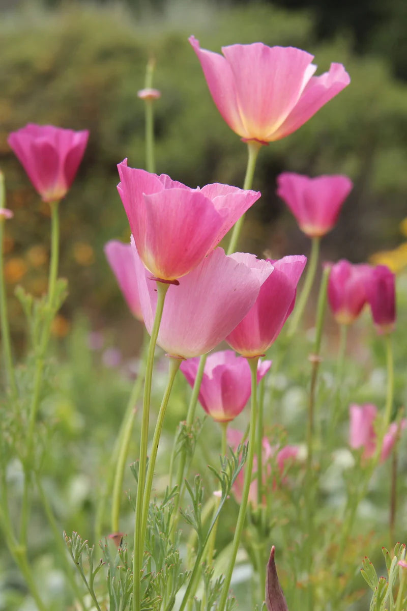 Californian Poppy- Purple Gleam