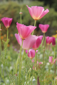 Californian Poppy- Purple Gleam
