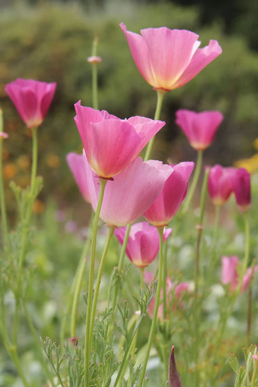 Californian Poppy- Purple Gleam