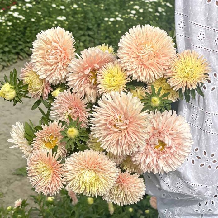 King Size Apricot – China Aster Seed