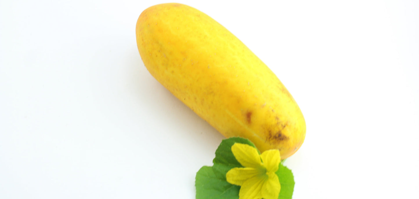 Grape Jelly Cucumber Cucumis sativus for planting in urban garden