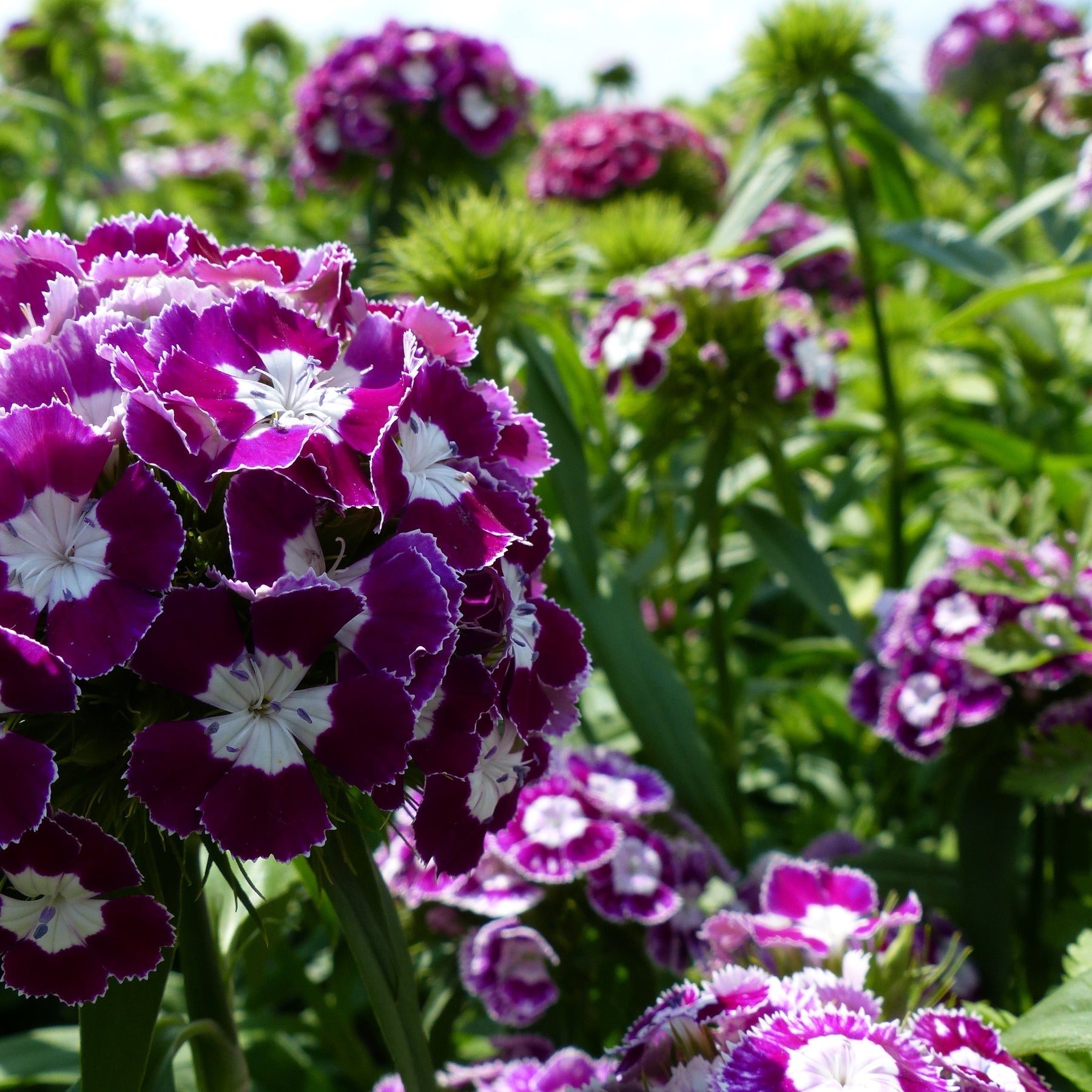 Dianthus (Dianthus scientific name) for planting in garden